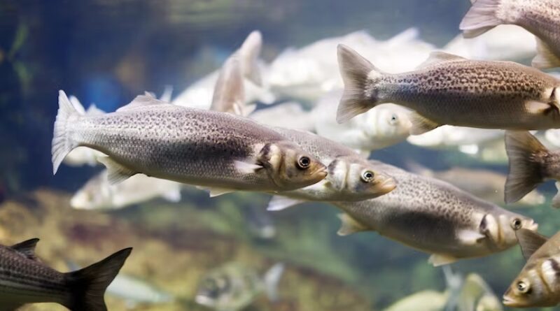 Como Acontece a Respiração dos Peixes