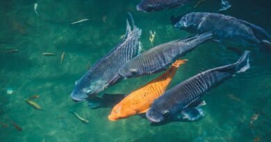 Como a Amônia é Produzida no Tanque e como ela Afeta os Peixes