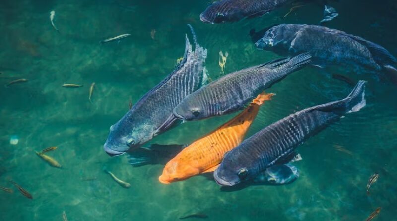 Como a Amônia é Produzida no Tanque e como ela Afeta os Peixes