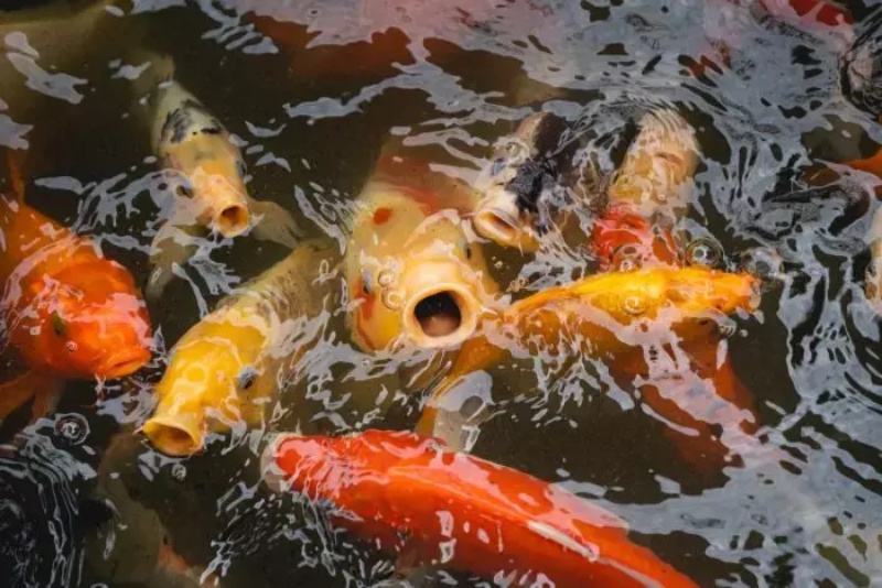 Como a Falta de Oxigenação Afeta os Peixes e o seu Crescimento