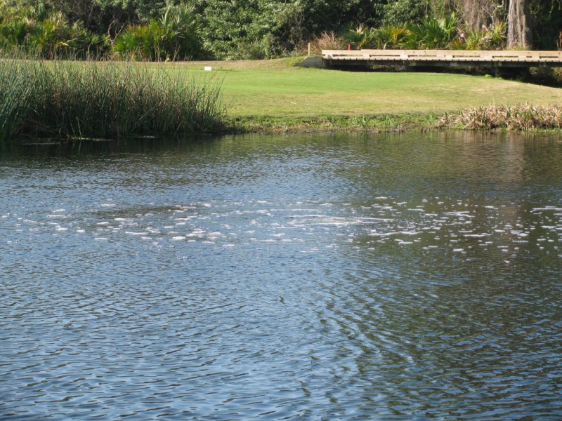 Como o Oxigênio Dissolvido na Água é Influenciado pela Temperatura