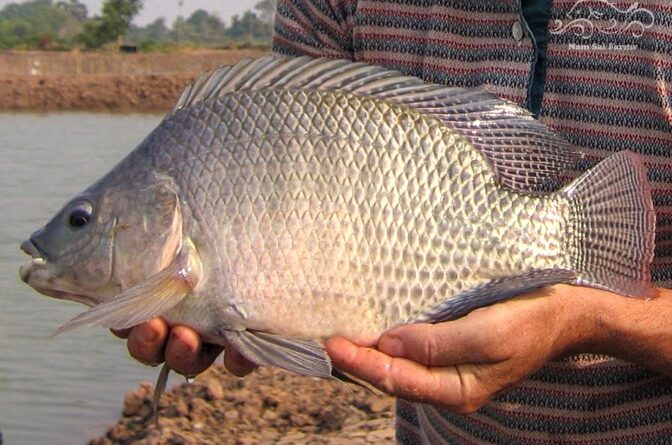 Criação de Tilápia Tailandesa