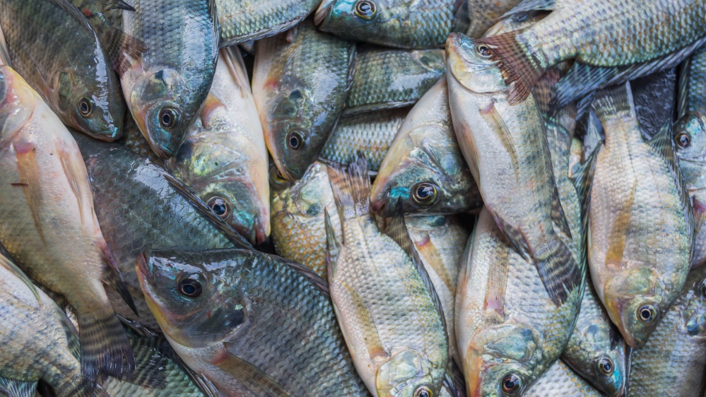 O que é PH e como ele afeta a Saúde dos Peixes