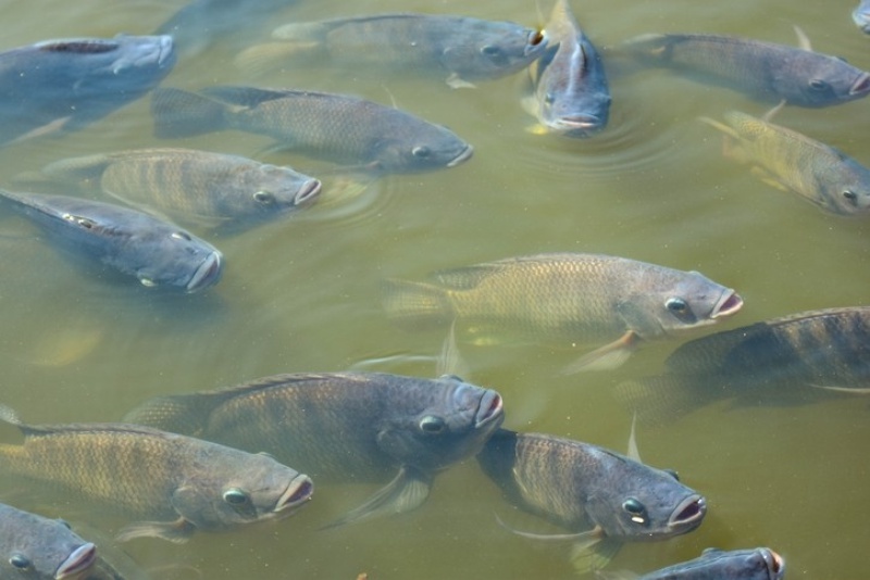 Porque os Peixes Ficam na Superfície da Água