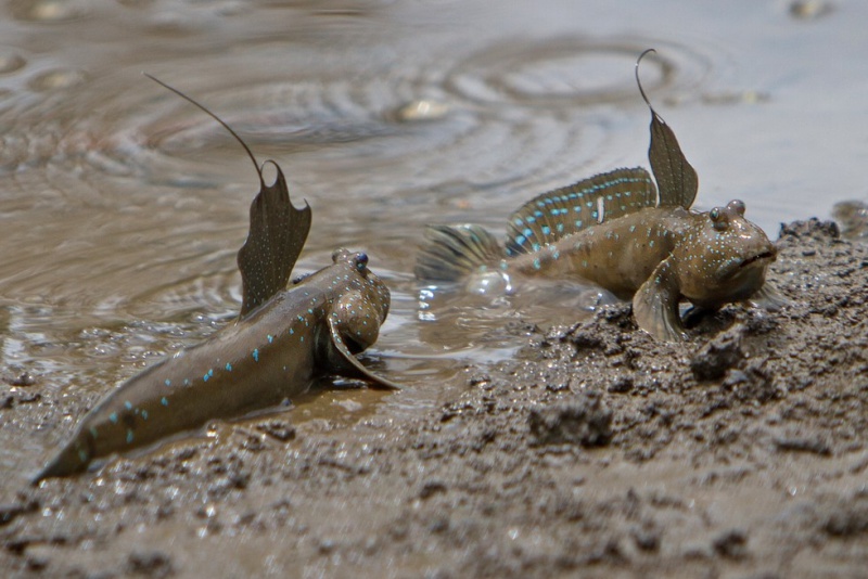 Como Funciona a Respiração Aérea de alguns Peixes