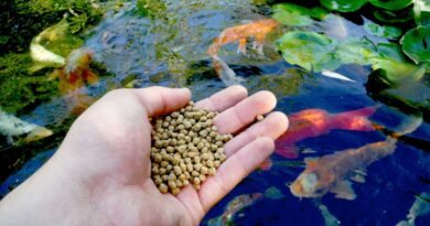 Como a Qualidade do Alimento Influência no Crescimento dos Peixes