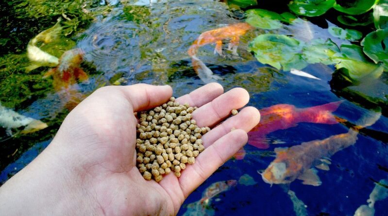 Como a Qualidade do Alimento Influência no Crescimento dos Peixes