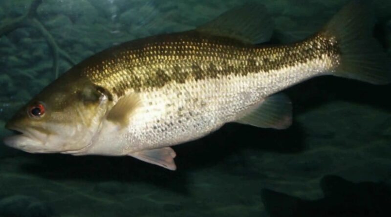 Criação de Black Bass no Brasil