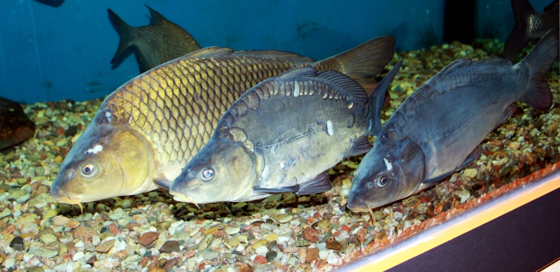 Família de Peixes Cyprinidae