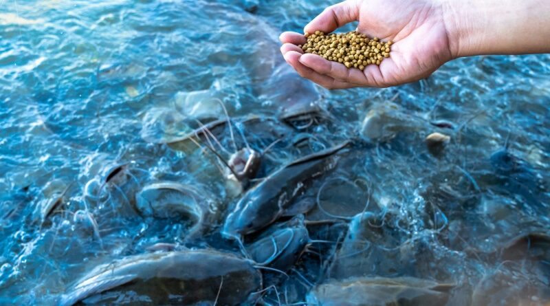 O que é Conversão Alimentar dos Peixes