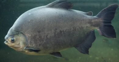 O que é o Pacu e como é a Criação desse Peixe no Brasil