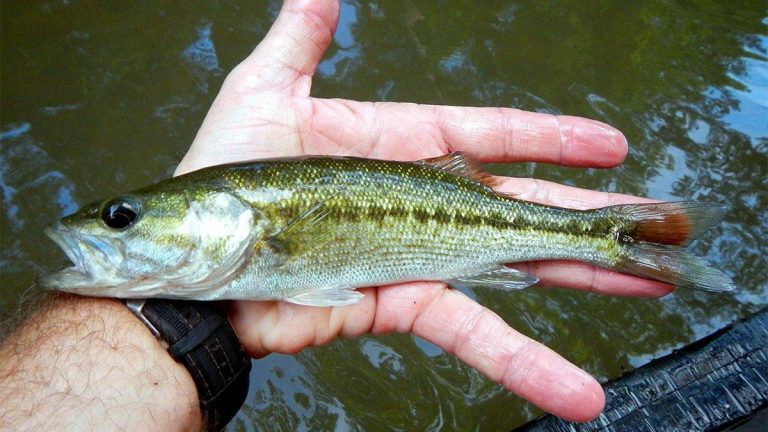 Piscicultura de Black Bass no Brasil