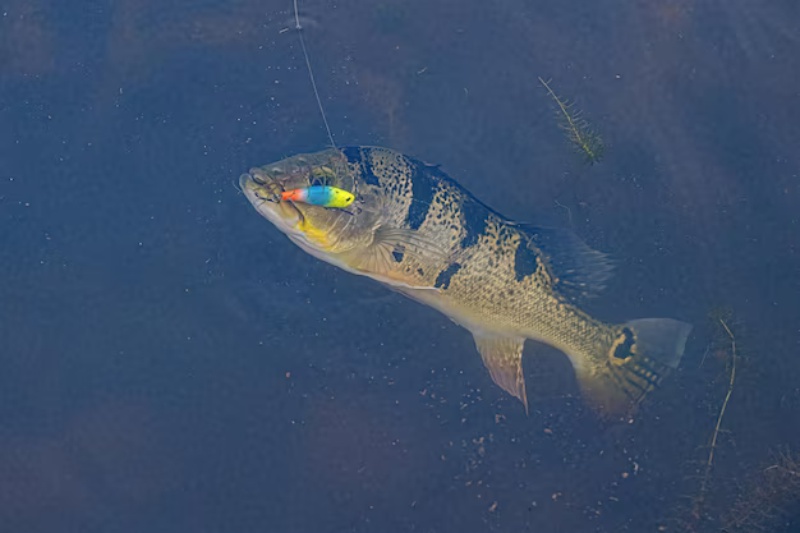 Espécies de peixes preferidas por pescadores esportivos