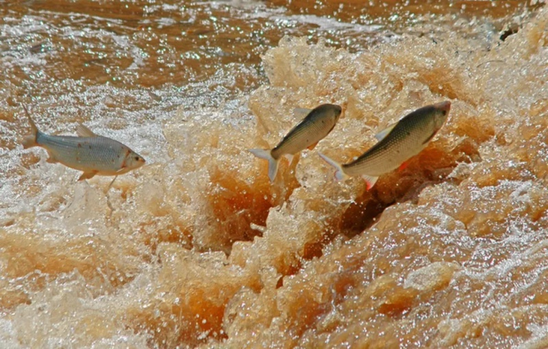 O que é Piracema, Quando Começa e Quando Acaba?