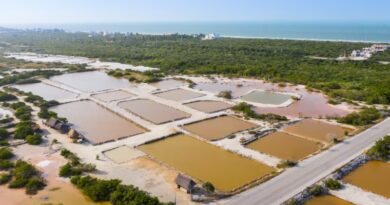 Aquicultura em Ação: Dicas para Iniciar sua Piscicultura