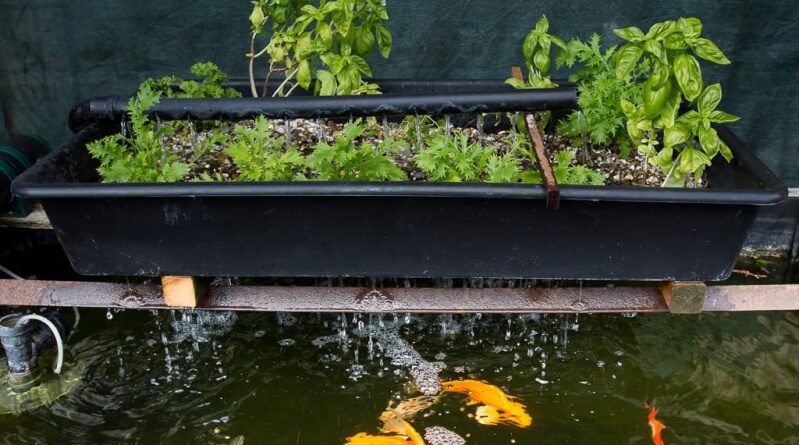 Como Gerenciar a Qualidade da Água em Sistemas Aquapônicos