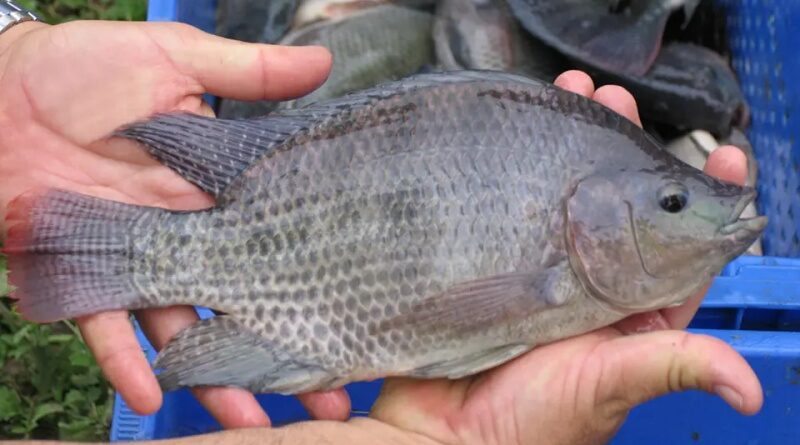 Como Prevenir e Controlar Doenças em Peixes de Aquicultura