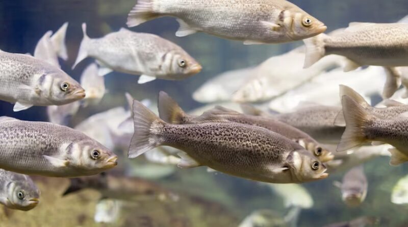 Criação de Peixe de Água Doce na Piscicultura