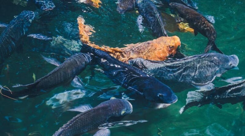 Manejo Integrado de Pragas em Piscicultura