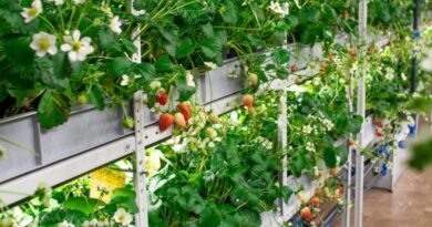 O que é Hidroponia e Quais as Vantagens para Agricultores