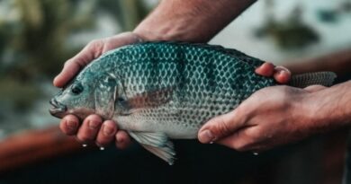 Os Melhores Peixes para Cultivar em Sistemas Aquapônicos