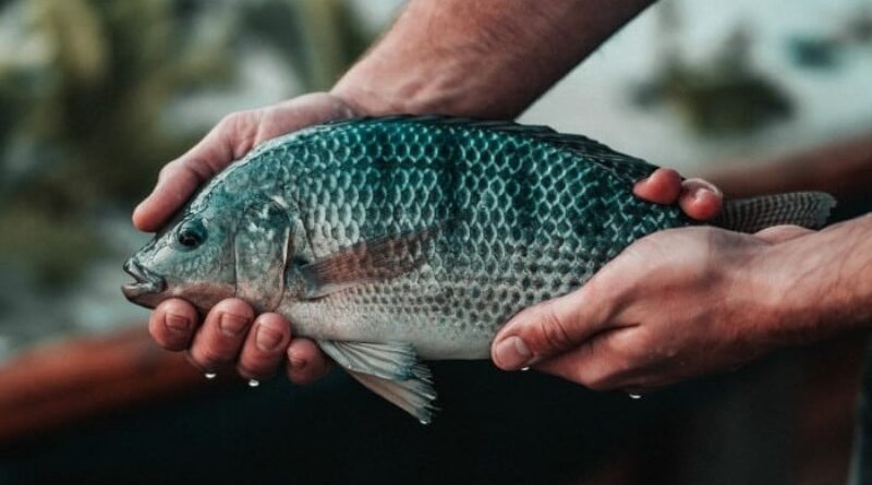 Os Melhores Peixes para Cultivar em Sistemas Aquapônicos