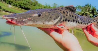 Peixe Surubim, Características e Criação em Cativeiro