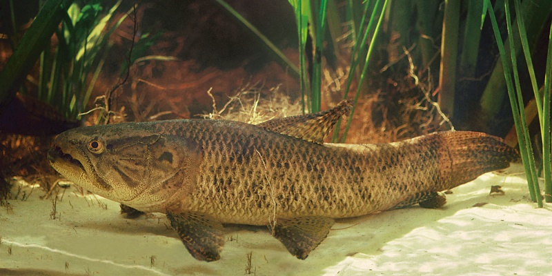 Peixe Traíra, Características e Criação em Cativeiro