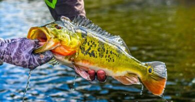 Peixes Carnívoros - Predadores Ferozes que controlam o ecossistema