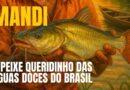 Conheça o Peixe Mandi, o Peixe Queridinho das Águas Doces do Brasil