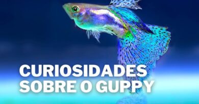 Lebiste (Guppy) Curiosidades Incríveis sobre este Peixe