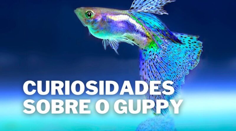 Lebiste (Guppy) Curiosidades Incríveis sobre este Peixe