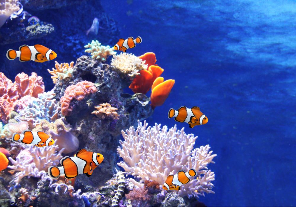 O Peixe Palhaço se Comunica Através de Som