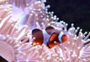 Peixe-Palhaço Fatos Surpreendentes sobre Essa Espécie Marinha