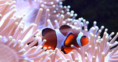Peixe-Palhaço Fatos Surpreendentes sobre Essa Espécie Marinha