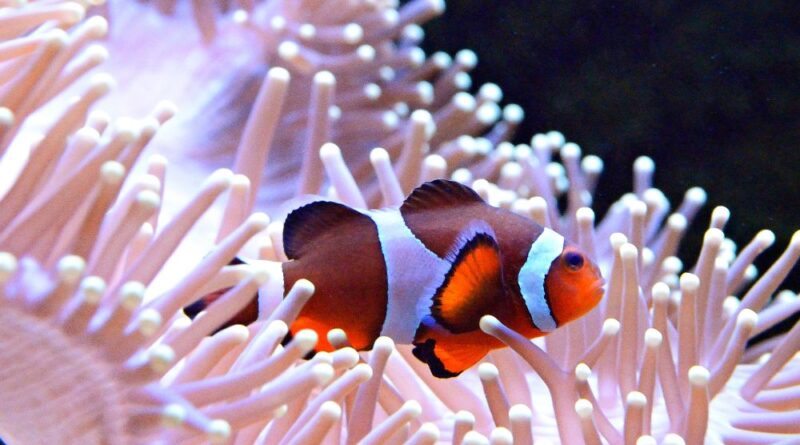 Peixe-Palhaço Fatos Surpreendentes sobre Essa Espécie Marinha