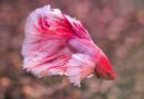 Betta: Dicas Essenciais para Criar Esse Peixe Incrível em Casa Betta Dicas Essenciais para Criar Esse Peixe Incrível em Casa