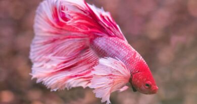 Betta Dicas Essenciais para Criar Esse Peixe Incrível em Casa