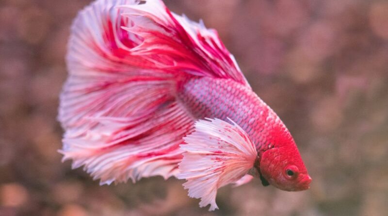Betta Dicas Essenciais para Criar Esse Peixe Incrível em Casa