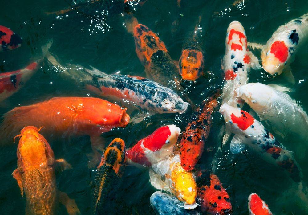 Carpas – Robustas e versáteis Carpas – Robustas e versáteis