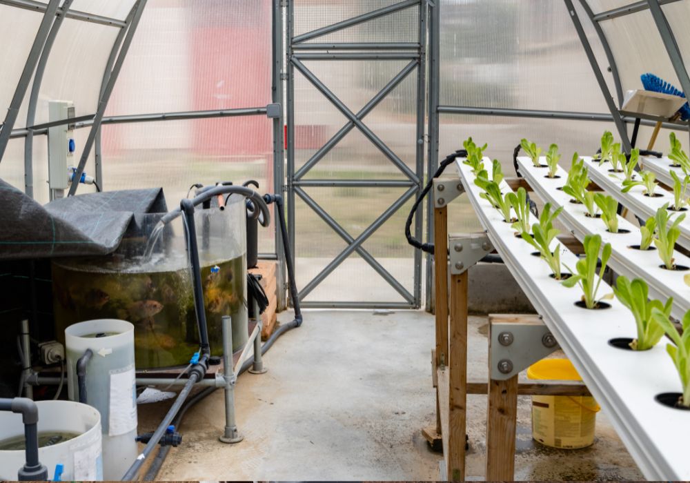 O que é Aquaponia O que é Aquaponia