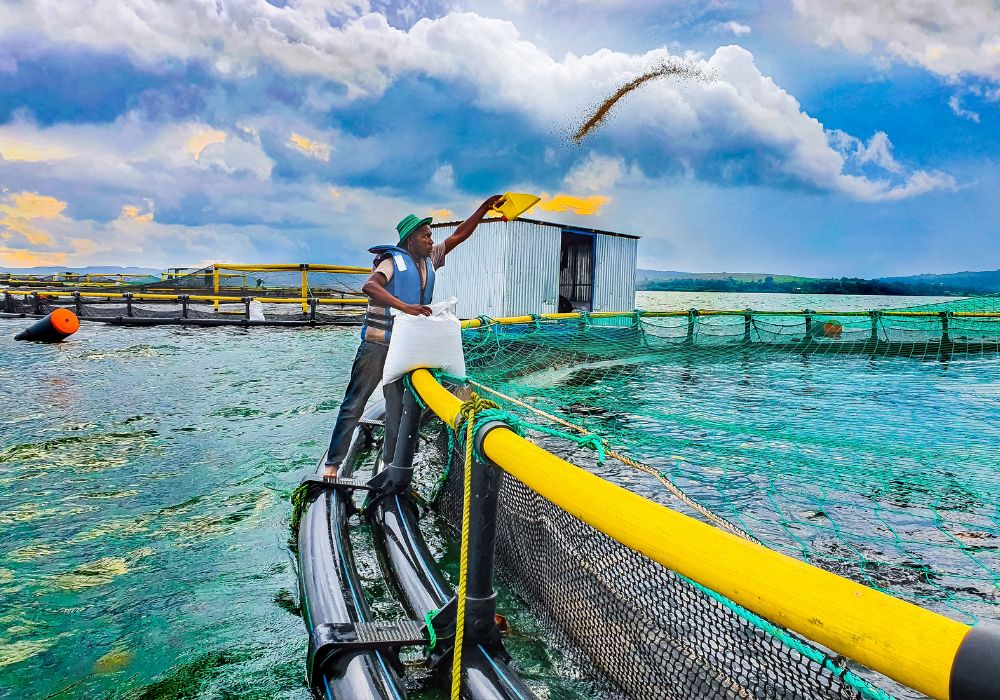 O que é Aquicultura O que é Aquicultura