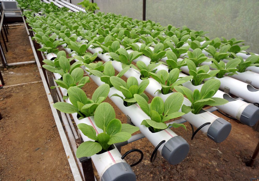 O que é Hidroponia O que é Hidroponia