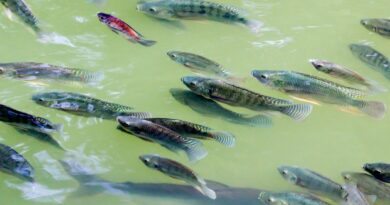 O que é Nitrato e o que ele causa na Água e na Saúde dos Peixes