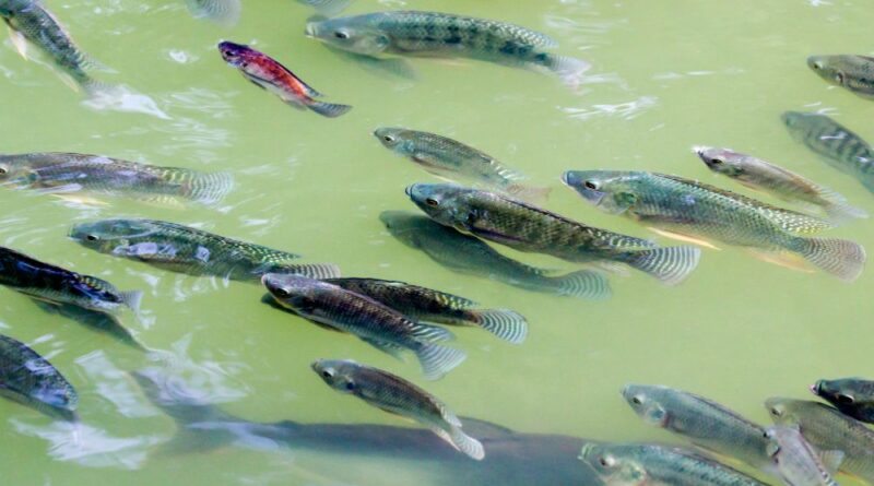 O que é Nitrato e o que ele causa na Água e na Saúde dos Peixes