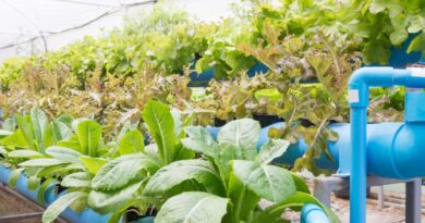 Quais Peixes e Plantas posso Cultivar em Aquaponia