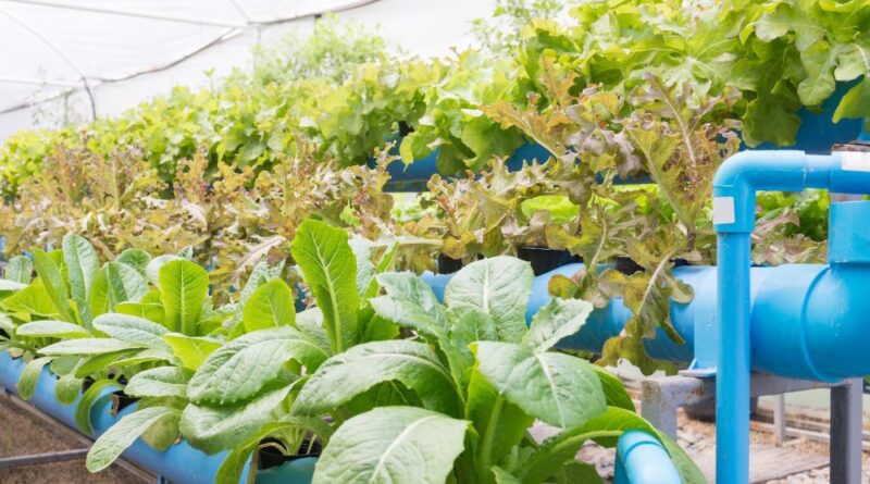 Quais Peixes e Plantas posso Cultivar em Aquaponia