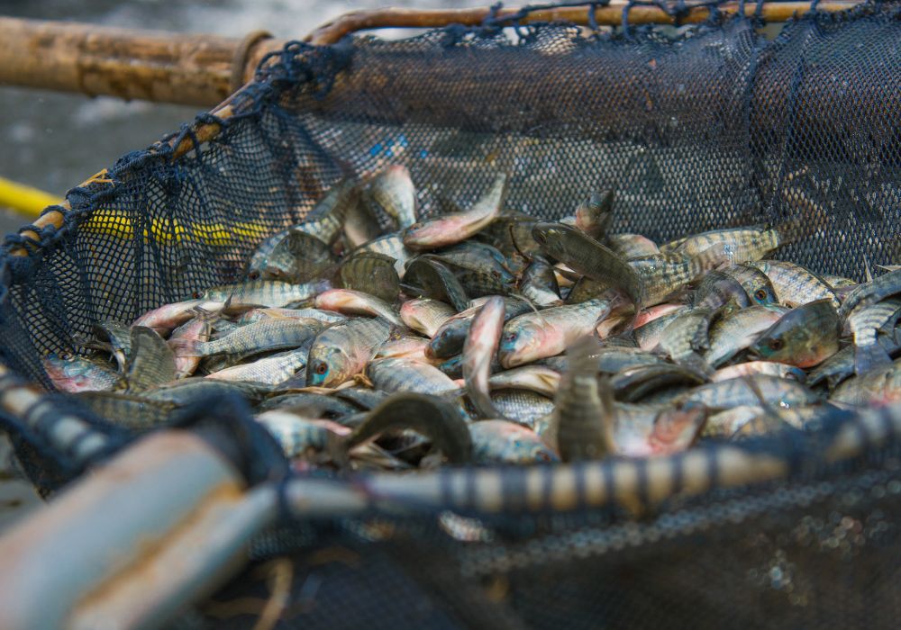 Tilápia – A queridinha da aquaponia Tilápia – A queridinha da aquaponia